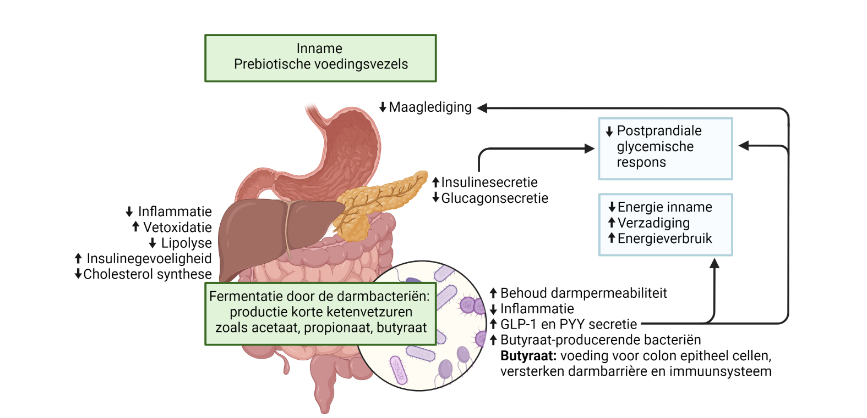 Overzicht effecten van korte ketenvetzuren zoals butyraat op de gezondheid