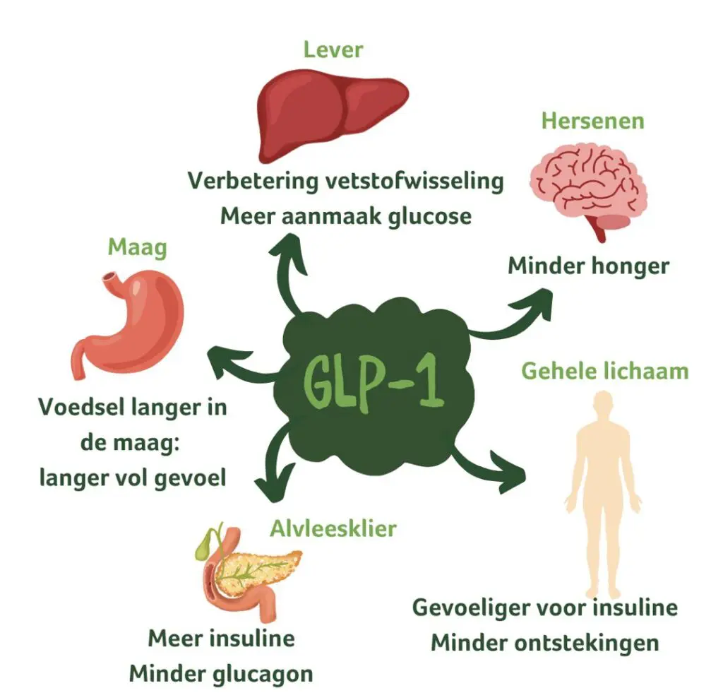 GLP-1 voordelen